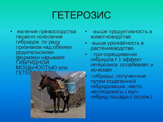 ГЕТЕРОЗИС явление превосходства первого поколения гибридов по ряду признаков над обеими