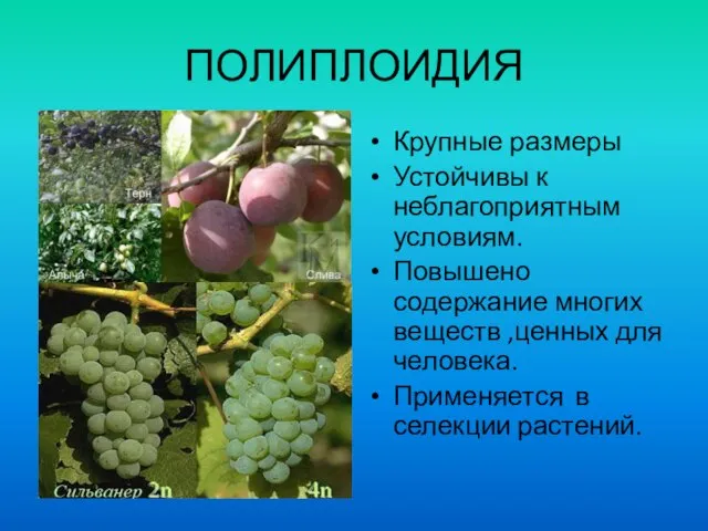 ПОЛИПЛОИДИЯ Крупные размеры Устойчивы к неблагоприятным условиям. Повышено содержание многих веществ