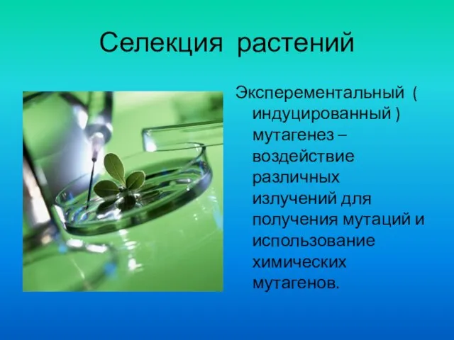 Селекция растений Эксперементальный ( индуцированный ) мутагенез – воздействие различных излучений