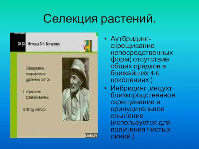 Селекция растений. Аутбридинг- скрещивание непосредственных форм( отсутствие общих предков в ближайших