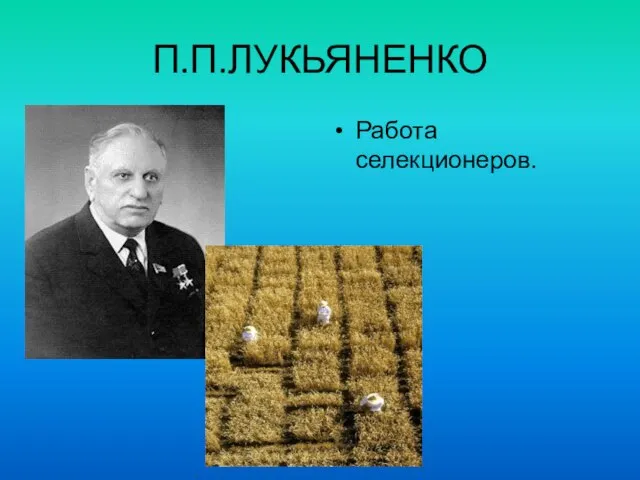 П.П.ЛУКЬЯНЕНКО Работа селекционеров.