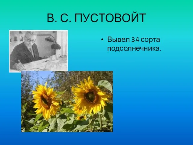 В. С. ПУСТОВОЙТ Вывел 34 сорта подсолнечника.