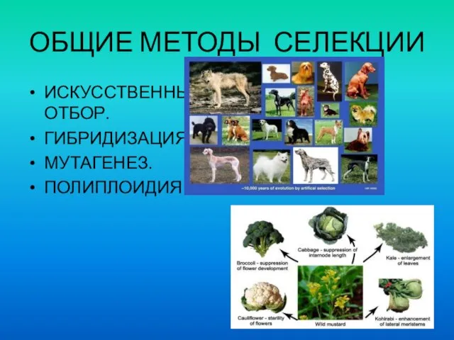 ОБЩИЕ МЕТОДЫ СЕЛЕКЦИИ ИСКУССТВЕННЫЙ ОТБОР. ГИБРИДИЗАЦИЯ. МУТАГЕНЕЗ. ПОЛИПЛОИДИЯ.