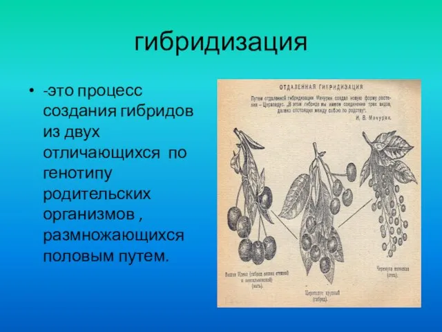 гибридизация -это процесс создания гибридов из двух отличающихся по генотипу родительских организмов ,размножающихся половым путем.