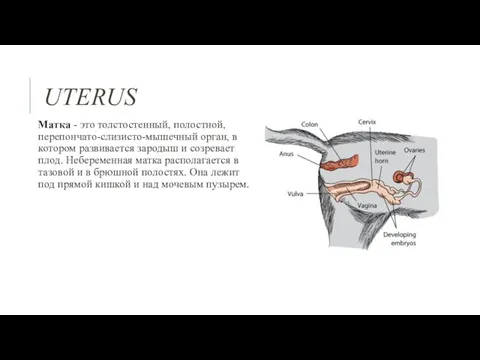 UTERUS Матка - это толстостенный, полостной, перепончато-слизисто-мышечный орган, в котором развивается