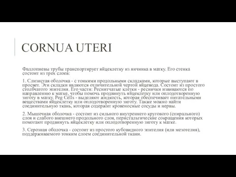 СORNUA UTERI Фаллопиевы трубы транспортирует яйцеклетку из яичника в матку. Его