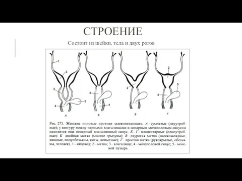 СТРОЕНИЕ Состоит из шейки, тела и двух рогов