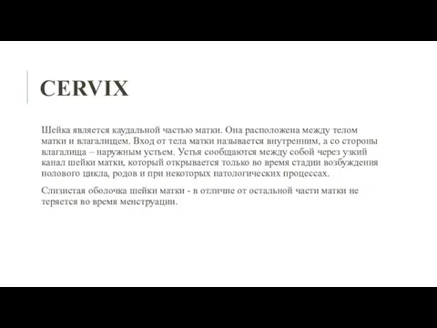 CERVIX Шейка является каудальной частью матки. Она расположена между телом матки