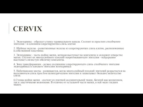 CERVIX 1. Эндоцервикс - образует стенку цервикального канала. Состоит из простого