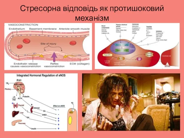 Стресорна відповідь як протишоковий механізм