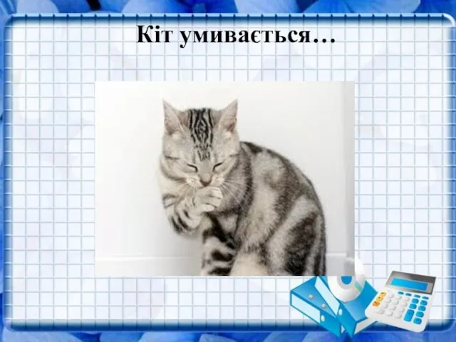 Кіт умивається… Кіт умивається…