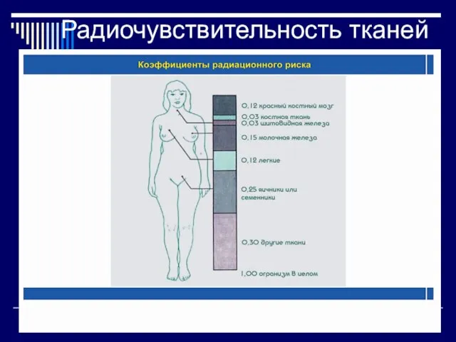 Радиочувствительность тканей