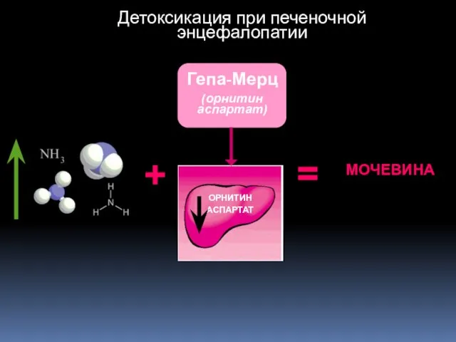 Детоксикация при печеночной энцефалопатии ОРНИТИН АСПАРТАТ + МОЧЕВИНА = Гепа-Мерц (орнитин аспартат)