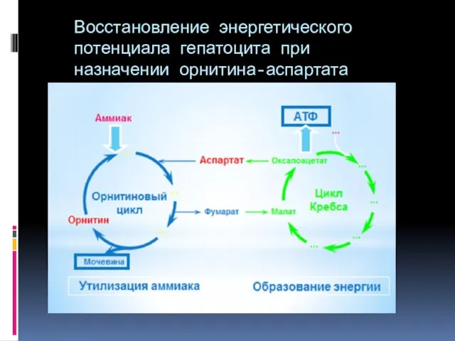 Восстановление энергетического потенциала гепатоцита при назначении орнитина-аспартата