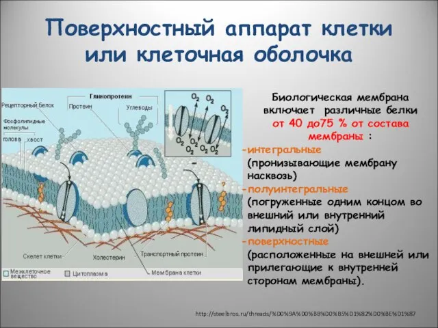 Поверхностный аппарат клетки или клеточная оболочка Биологическая мембрана включает различные белки