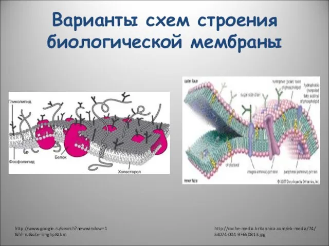 Варианты схем строения биологической мембраны http://www.google.ru/search?newwindow=1&hl=ru&site=imghp&tbm http://cache-media.britannica.com/eb-media/74/53074-004-9F65D813.jpg