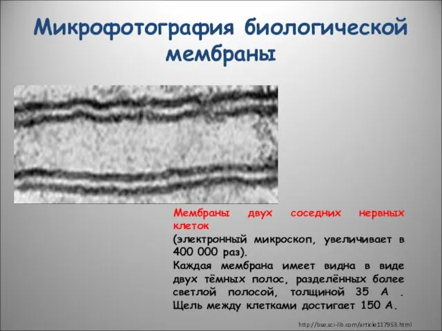 Микрофотография биологической мембраны Мембраны двух соседних нервных клеток (электронный микроскоп, увеличивает