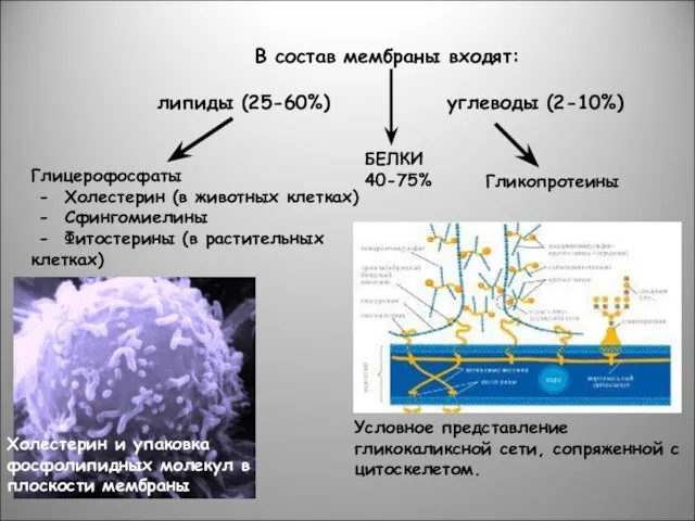 В состав мембраны входят: липиды (25-60%) углеводы (2-10%) Глицерофосфаты - Холестерин