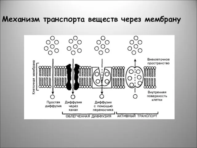 Механизм транспорта веществ через мембрану