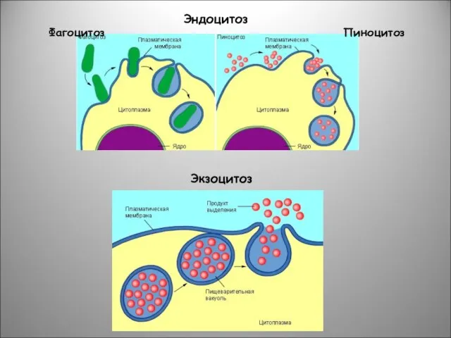 Эндоцитоз Фагоцитоз Пиноцитоз Экзоцитоз