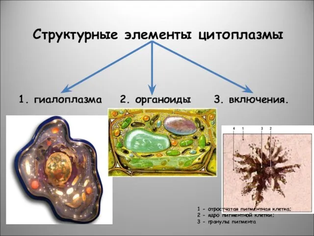 Структурные элементы цитоплазмы 1. гиалоплазма 2. органоиды 3. включения. 1 -