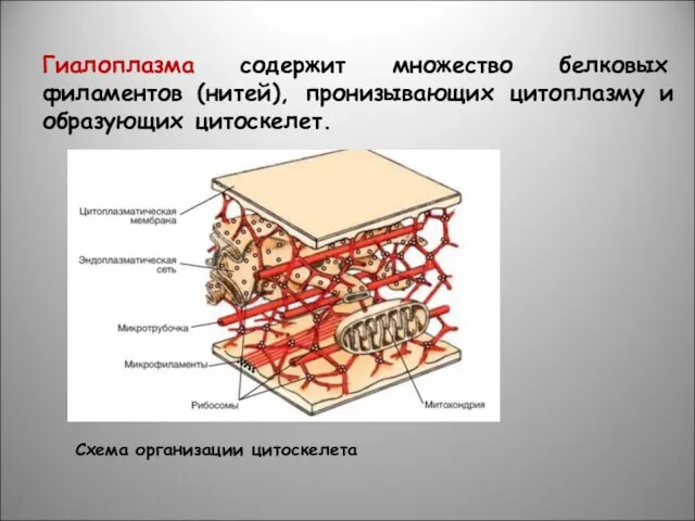 Схема организации цитоскелета Гиалоплазма содержит множество белковых филаментов (нитей), пронизывающих цитоплазму и образующих цитоскелет.