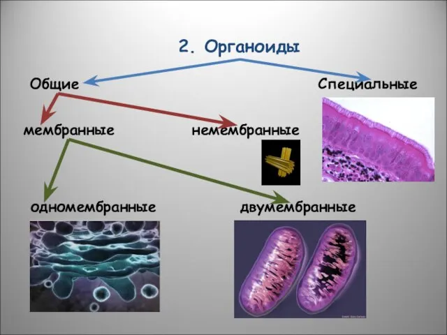 2. Органоиды Общие Специальные мембранные немембранные одномембранные двумембранные