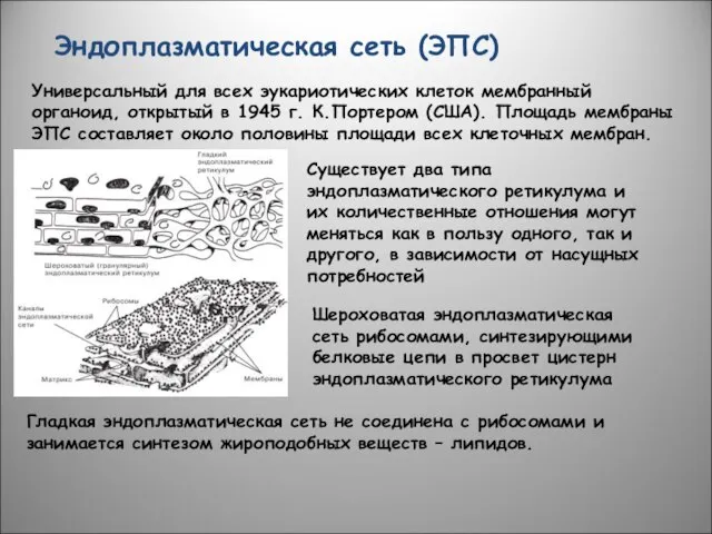 Эндоплазматическая сеть (ЭПС) Универсальный для всех эукариотических клеток мембранный органоид, открытый