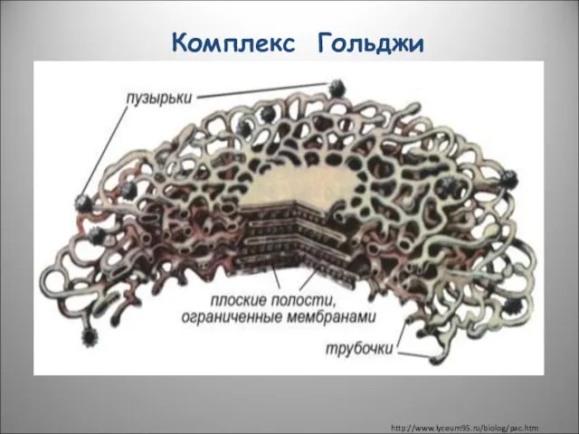 Комплекс Гольджи http://www.lyceum95.ru/biolog/pac.htm