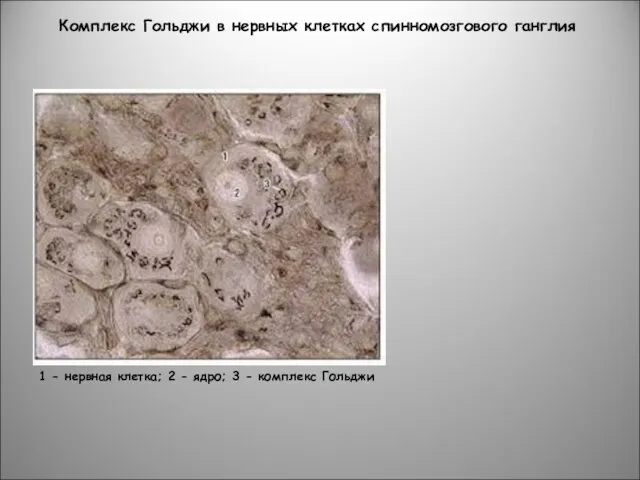 Комплекс Гольджи в нервных клетках спинномозгового ганглия 1 - нервная клетка;