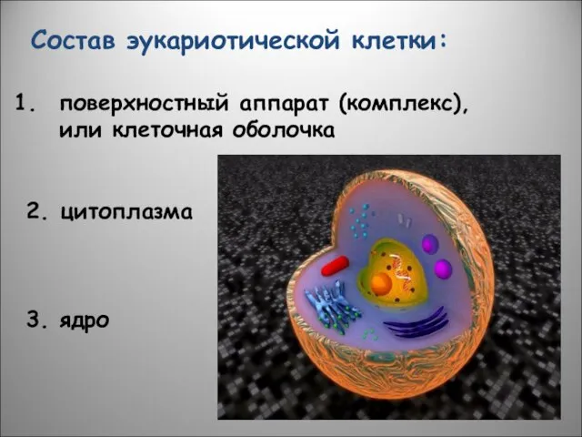 Состав эукариотической клетки: поверхностный аппарат (комплекс), или клеточная оболочка 2. цитоплазма 3. ядро