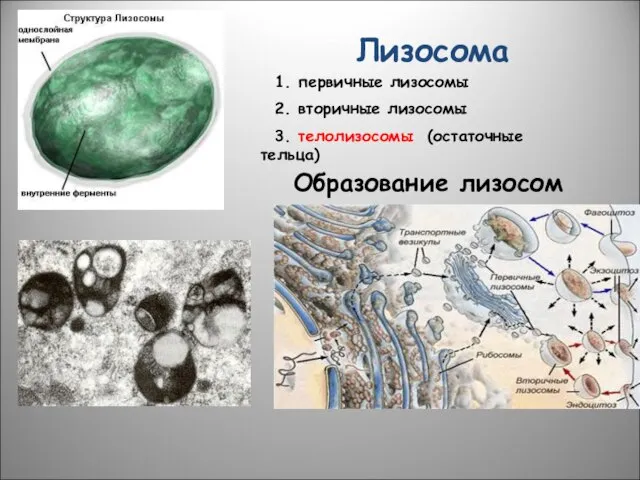 Образование лизосом Лизосома 1. первичные лизосомы 2. вторичные лизосомы 3. телолизосомы (остаточные тельца)