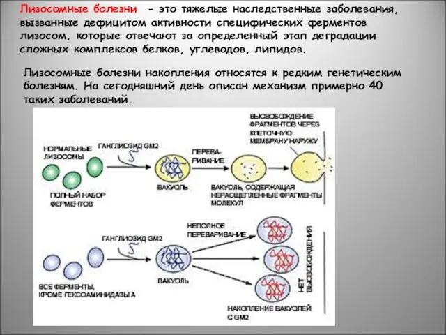 Лизосомные болезни накопления относятся к редким генетическим болезням. На сегодняшний день