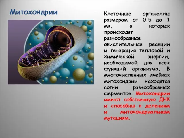 Митохондрии Клеточные органеллы размером от 0,5 до 1 мк, в которых