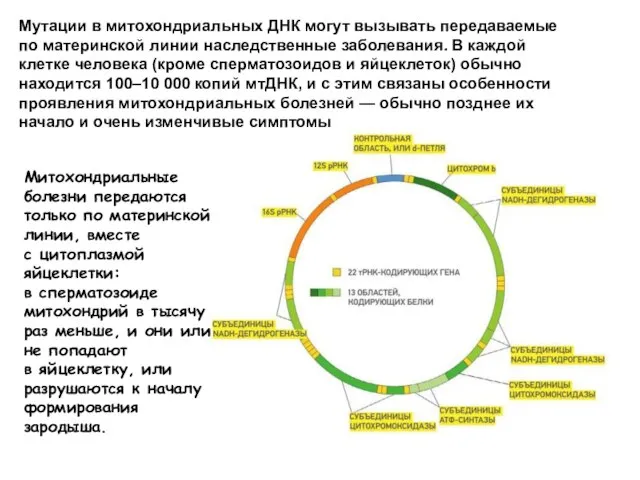 Мутации в митохондриальных ДНК могут вызывать передаваемые по материнской линии наследственные