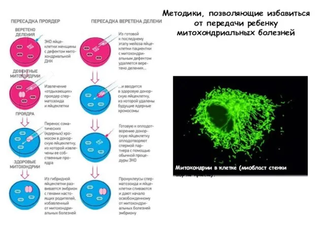 Методики, позволяющие избавиться от передачи ребенку митохондриальных болезней Митохондрии в клетке (миобласт стенки аорты крысы).