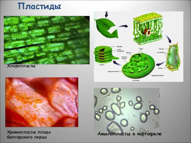 Хромопласты плода болгарского перца Амилопласты в картофеле Пластиды Хлоропласты