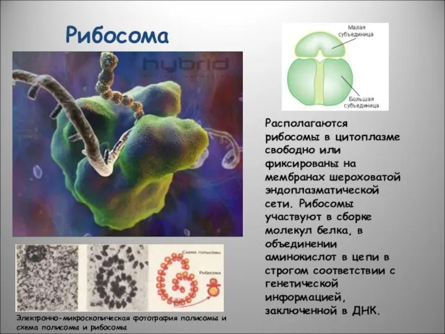 Рибосома Электронно-микроскопическая фотография полисомы и схема полисомы и рибосомы Располагаются рибосомы