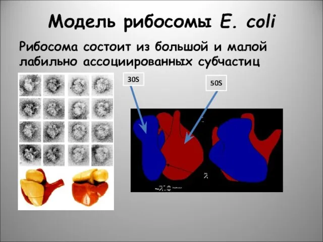 Модель рибосомы E. coli Рибосома состоит из большой и малой лабильно ассоциированных субчастиц 30S 50S