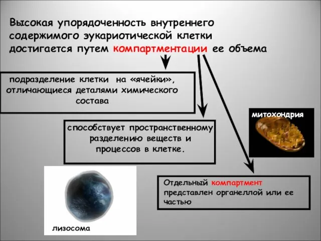 Высокая упорядоченность внутреннего содержимого эукариотической клетки достигается путем компартментации ее объема