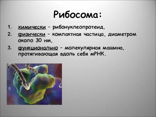 Рибосома: химически – рибонуклеопротеид, физически – компактная частица, диаметром около 30