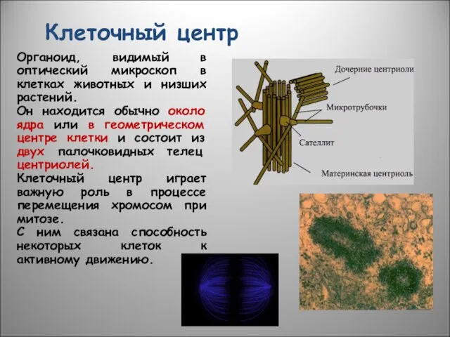 Клеточный центр Органоид, видимый в оптический микроскоп в клетках животных и