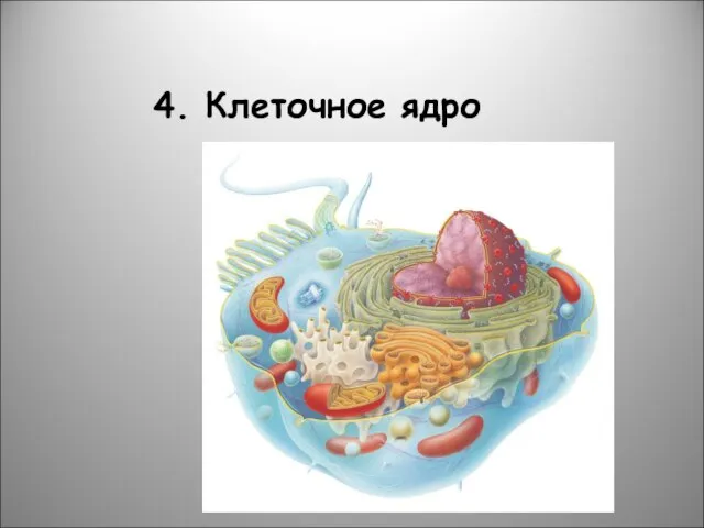 4. Клеточное ядро