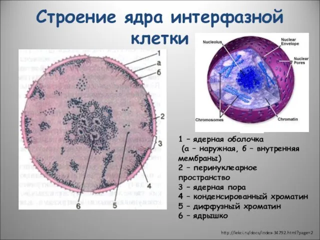 Строение ядра интерфазной клетки 1 – ядерная оболочка (а – наружная,