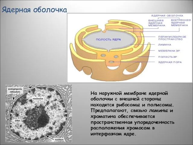 На наружной мембране ядерной оболочки с внешней стороны находятся рибосомы и