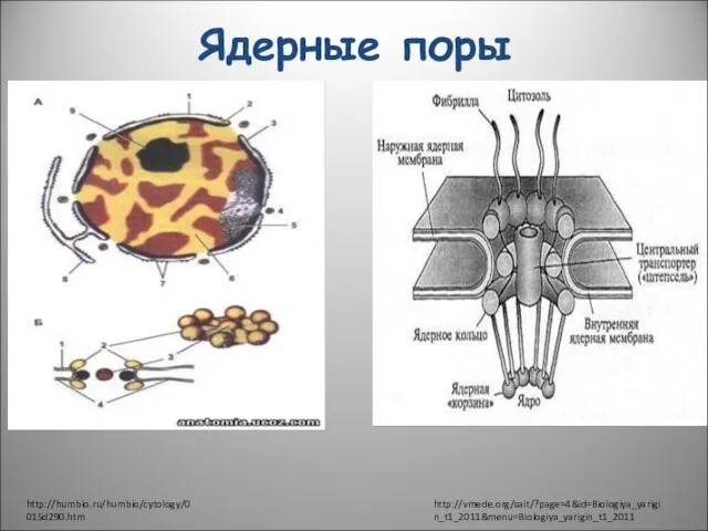 Ядерные поры http://humbio.ru/humbio/cytology/0015d290.htm http://vmede.org/sait/?page=4&id=Biologiya_yarigin_t1_2011&menu=Biologiya_yarigin_t1_2011