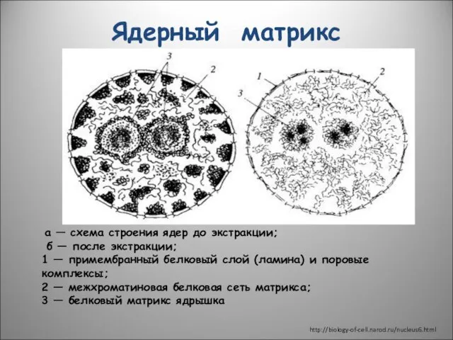 Ядерный матрикс а — схема строения ядер до экстракции; б —