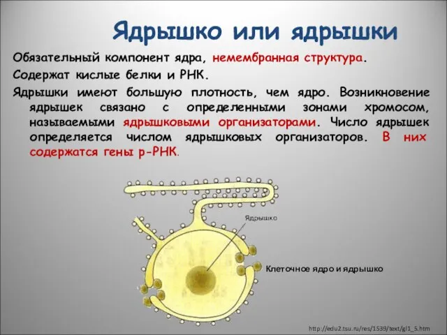 Ядрышко или ядрышки Обязательный компонент ядра, немембранная структура. Содержат кислые белки