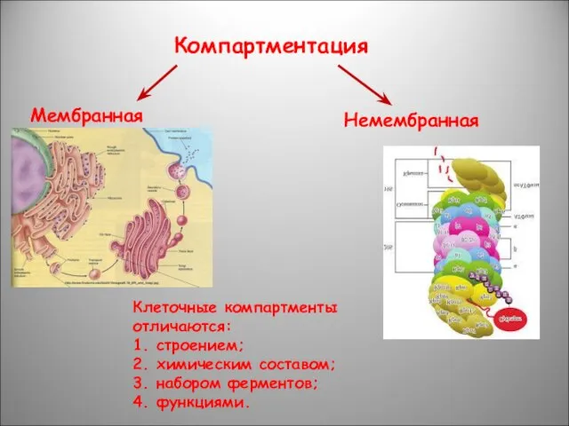 Компартментация Мембранная Немембранная Клеточные компартменты отличаются: 1. строением; 2. химическим составом; 3. набором ферментов; 4. функциями.