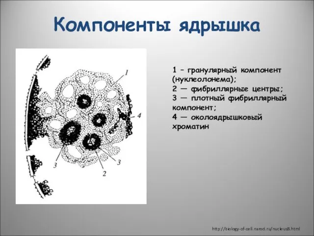 Компоненты ядрышка 1 – гранулярный компонент (нуклеолонема); 2 — фибриллярные центры;